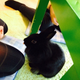 Image for article titled A Visit to Japan's Bunny Cafes